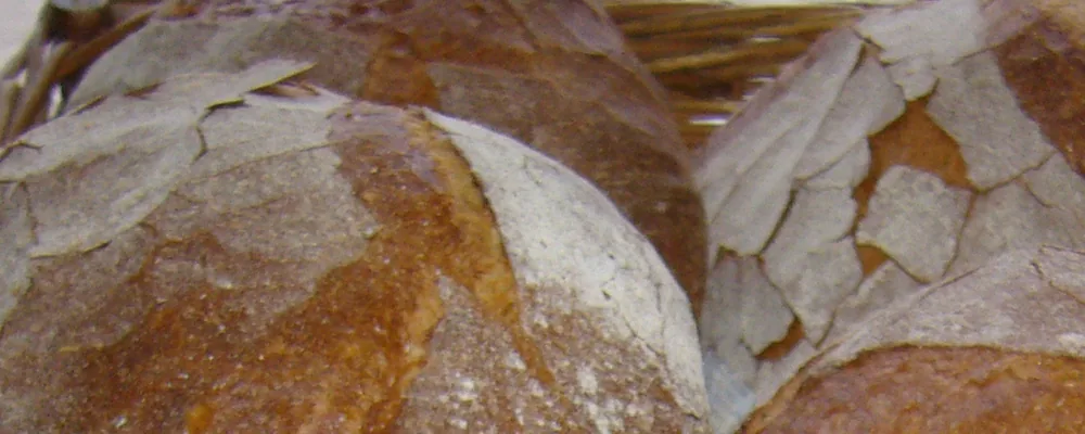 ciabatta kenyér félbevágva, laza szerkezetű belsővel
